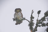 Pygmy Owl. Poster och Canvastavla