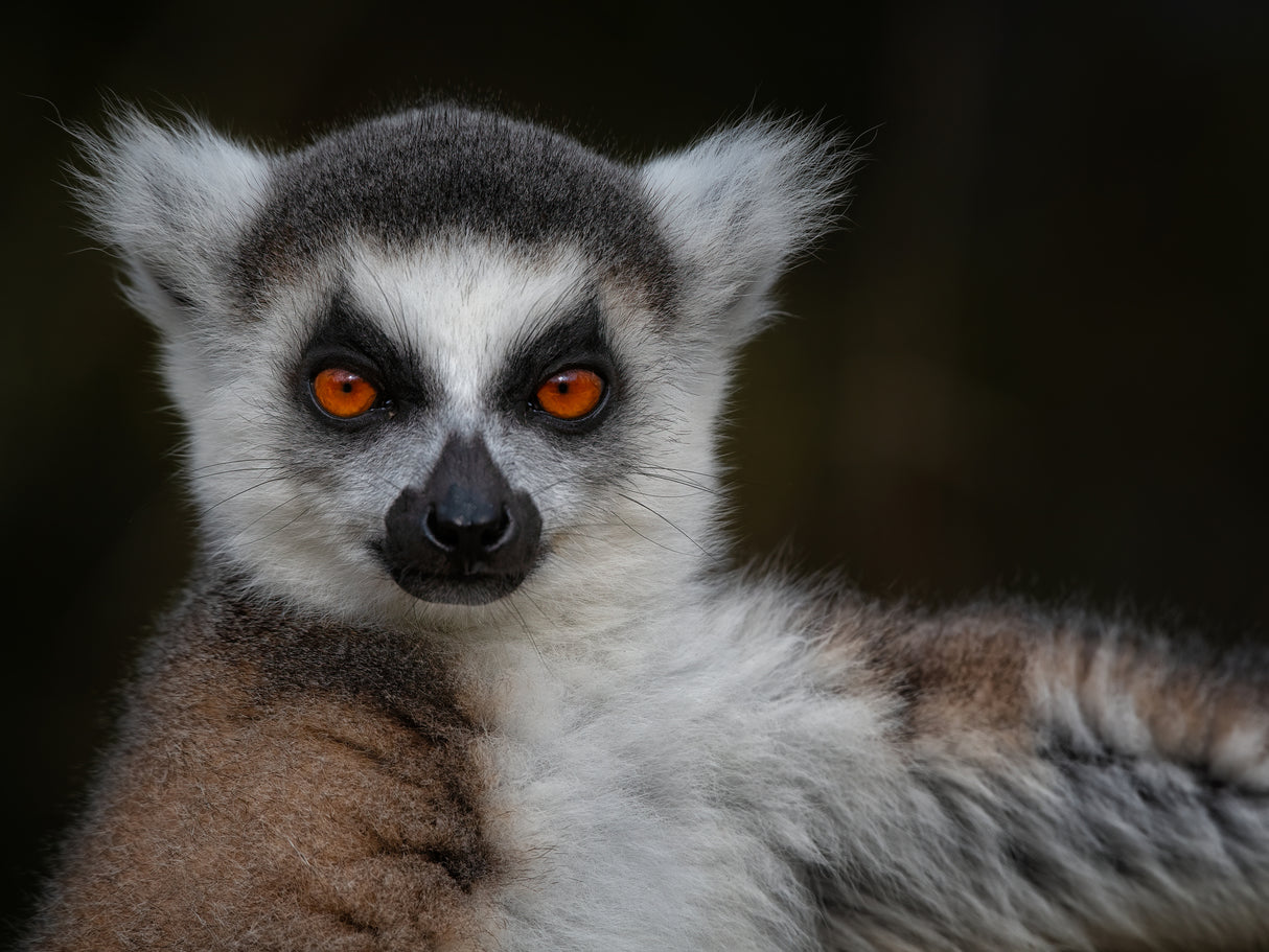 Strike a Pose - Maki Catta - Lemur catta Poster och Canvastavla