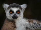 Strike a Pose - Maki Catta - Lemur catta Poster och Canvastavla