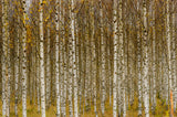 Birches Poster och Canvastavla
