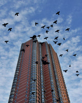 Birds over Manhattan New York Poster och Canvastavla