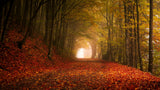 Autumn Poster och Canvastavla