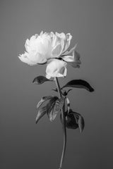 Peony BW Poster och Canvastavla