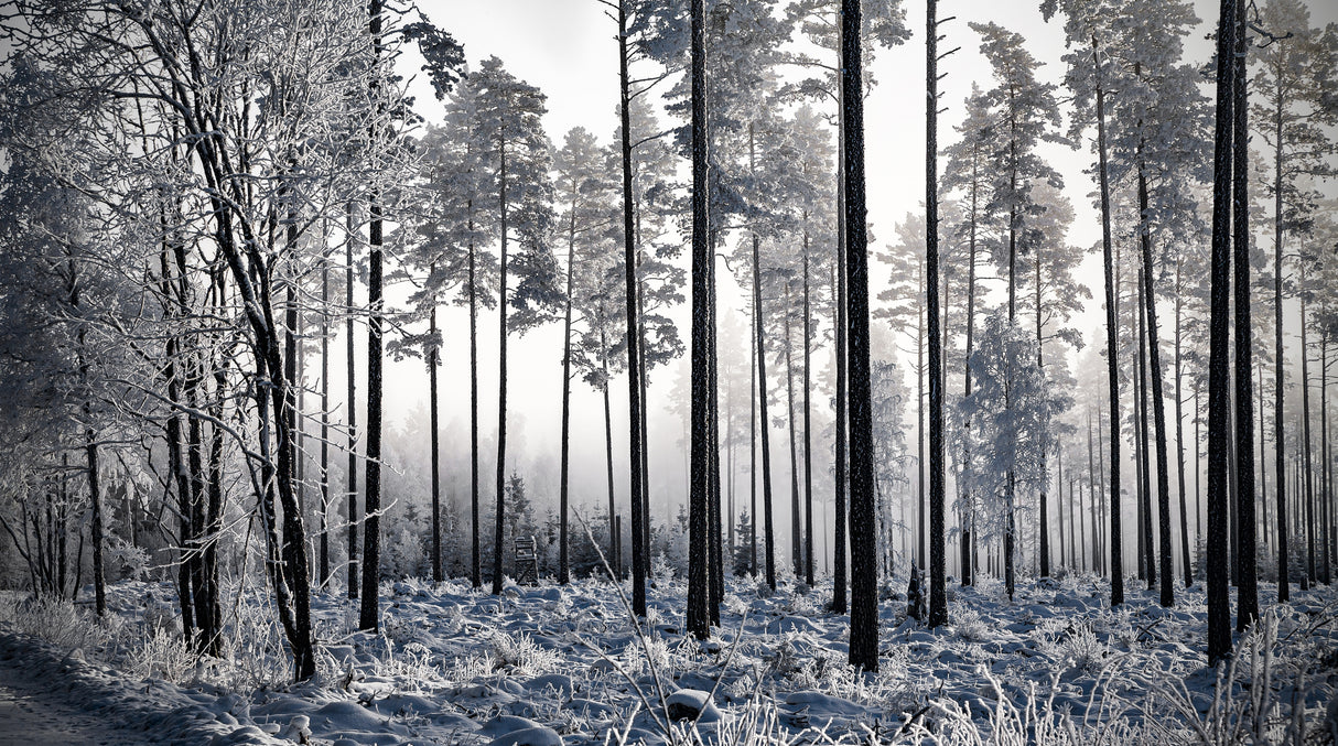 Winter Pine Trees II Poster och Canvastavla