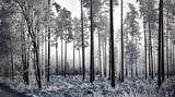 Winter Pine Trees II Poster och Canvastavla