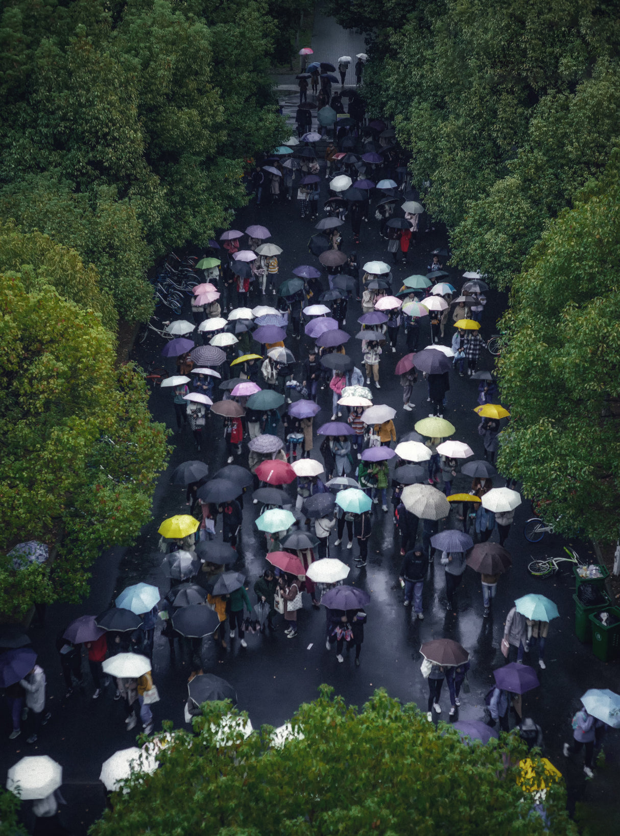 Umbrella in the rain Poster och Canvastavla