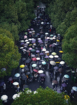 Umbrella in the rain Poster och Canvastavla