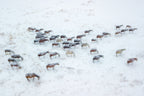 Wild Horses Poster och Canvastavla