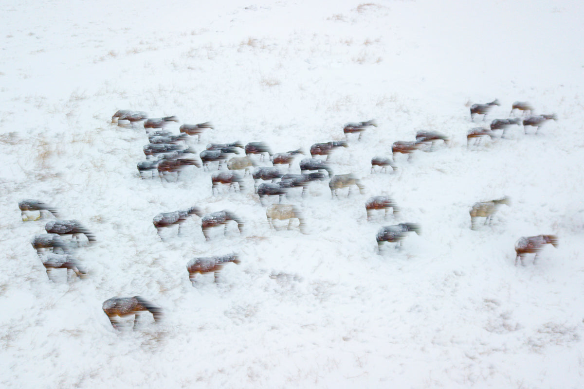 Wild Horses Poster och Canvastavla