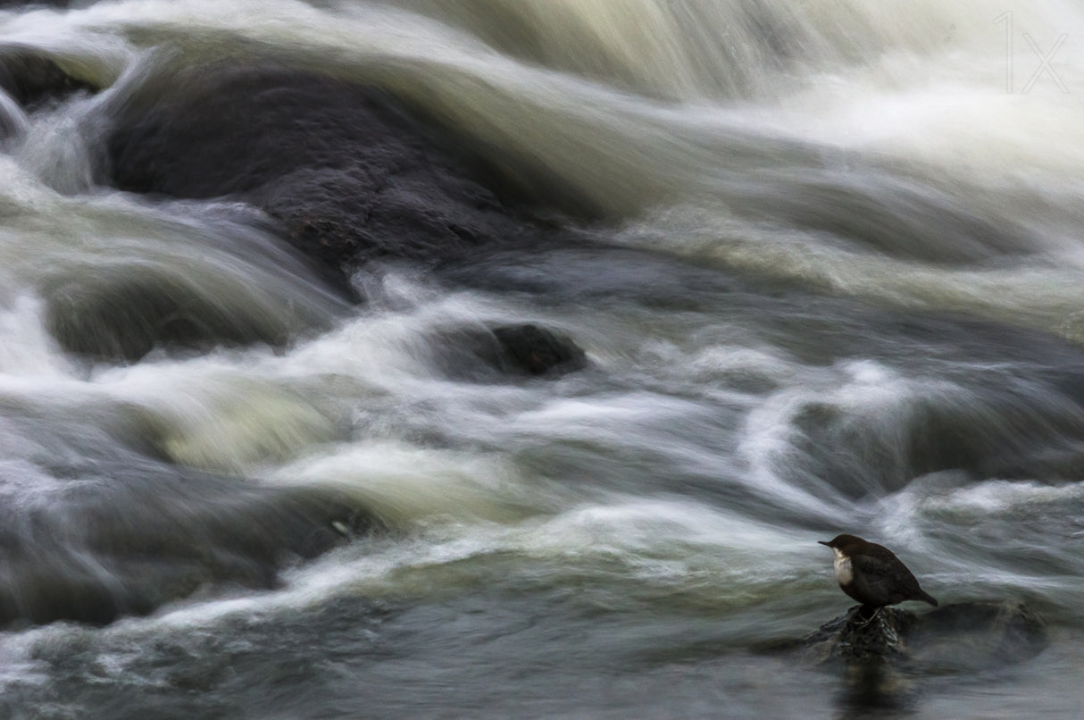 Flowing Contemplation Poster och Canvastavla