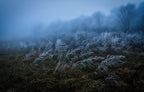 Frosty day Poster och Canvastavla