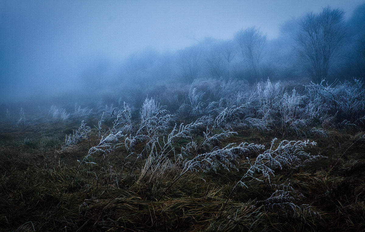 Frosty day Poster och Canvastavla
