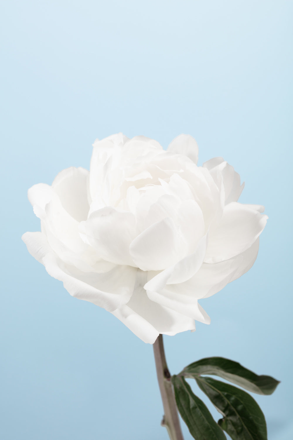 Peony_1 Poster och Canvastavla