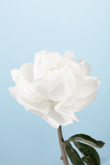 Peony_1 Poster och Canvastavla