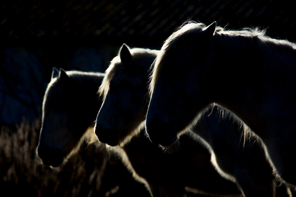 Horses (colored version) Poster och Canvastavla