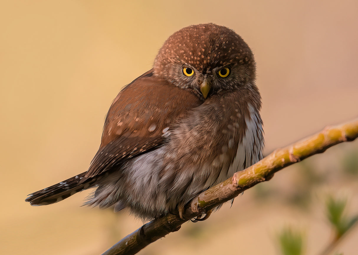 Northern Pygmy owl Poster och Canvastavla