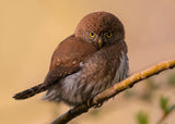 Northern Pygmy owl Poster och Canvastavla