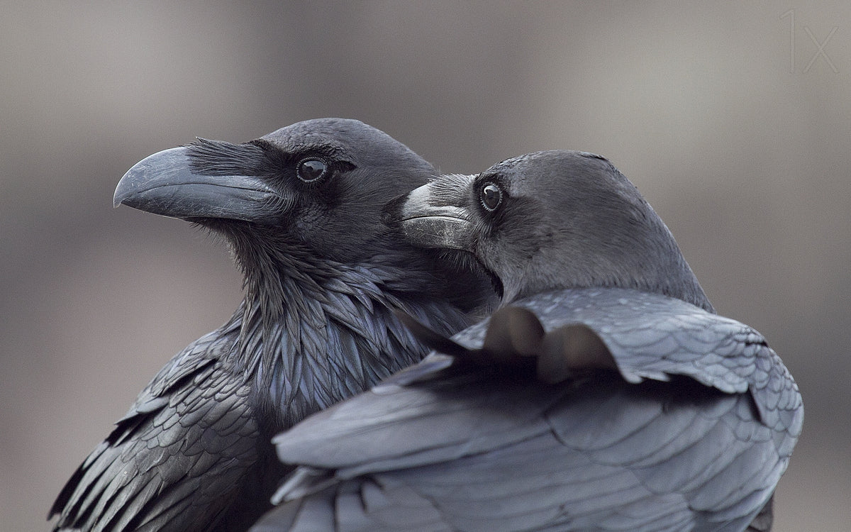 Hermanos  corax Poster och Canvastavla