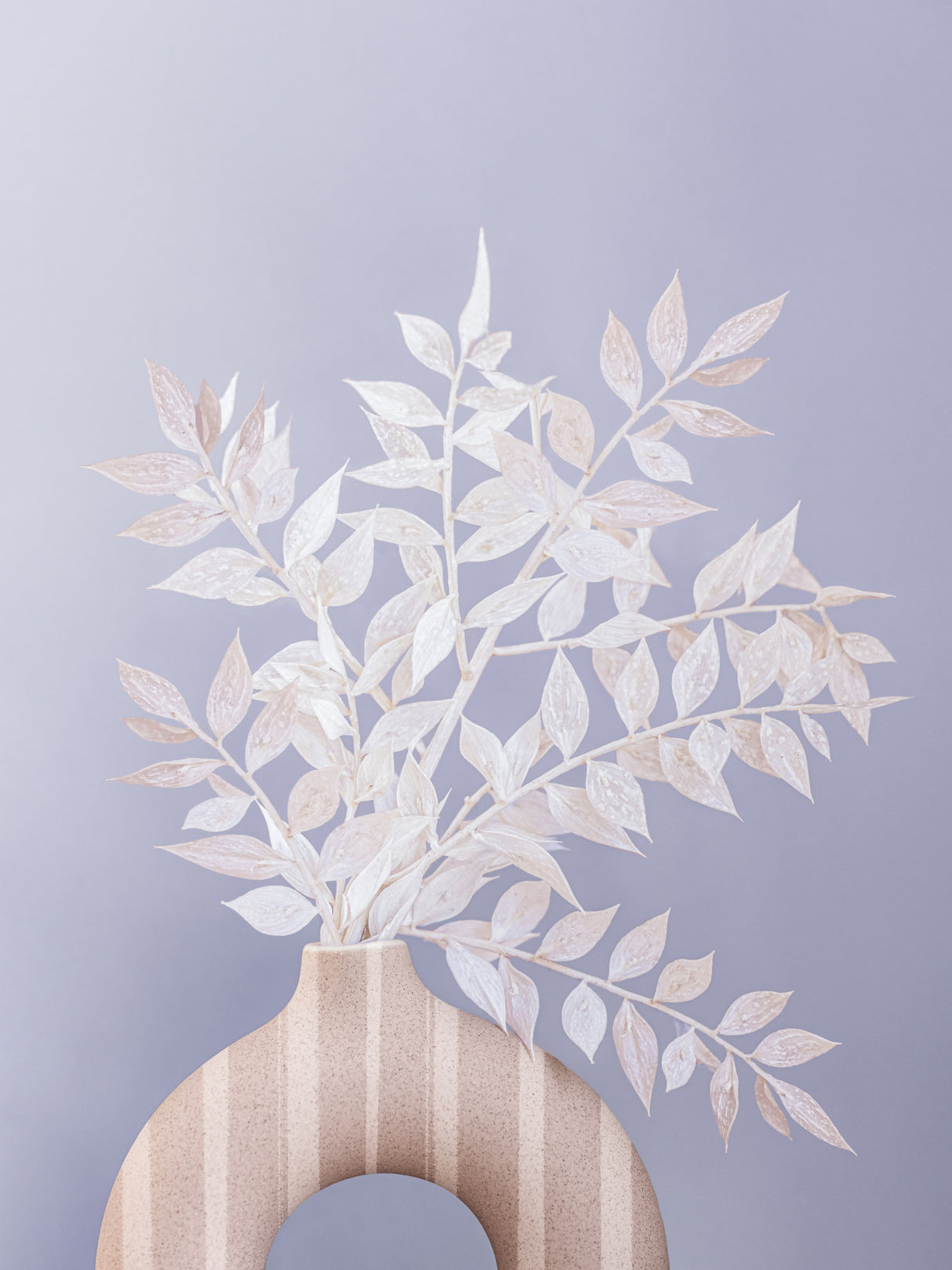 Ruscus Poster och Canvastavla
