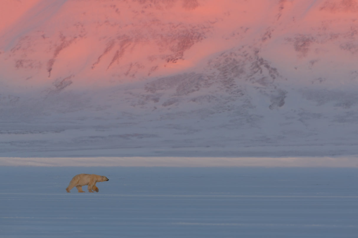 Polar Bear Poster och Canvastavla