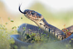 Grass Snake Portrait Poster och Canvastavla