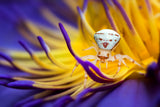 White Crab Spider Poster och Canvastavla