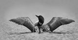 Common loon in black and white Poster och Canvastavla