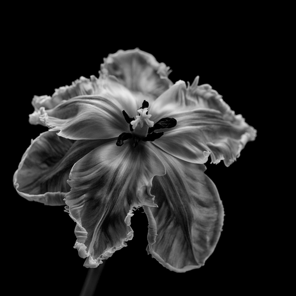 Parrot Tulip Poster och Canvastavla