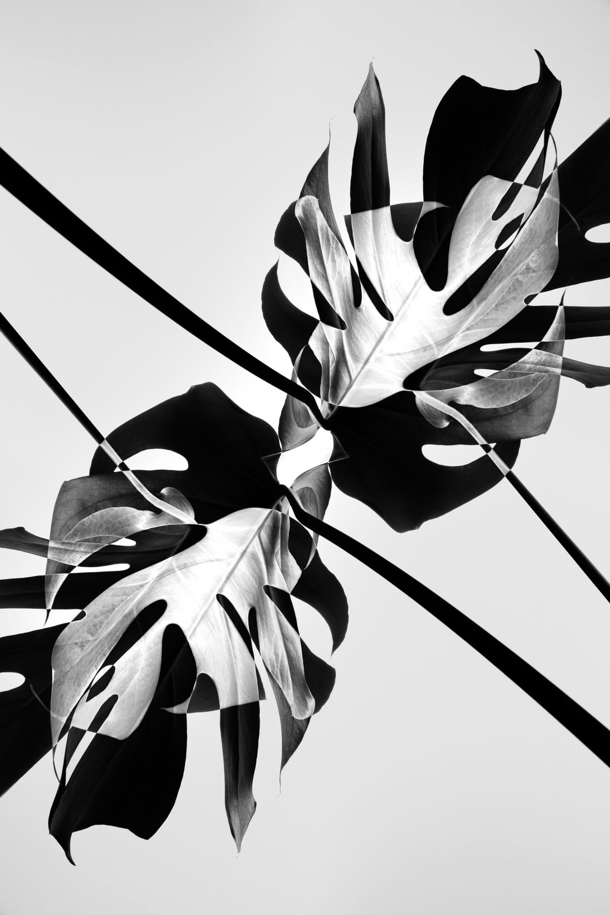 B&w Leaf Monstera Poster och Canvastavla