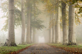 Beech trees in autumn fog Poster och Canvastavla