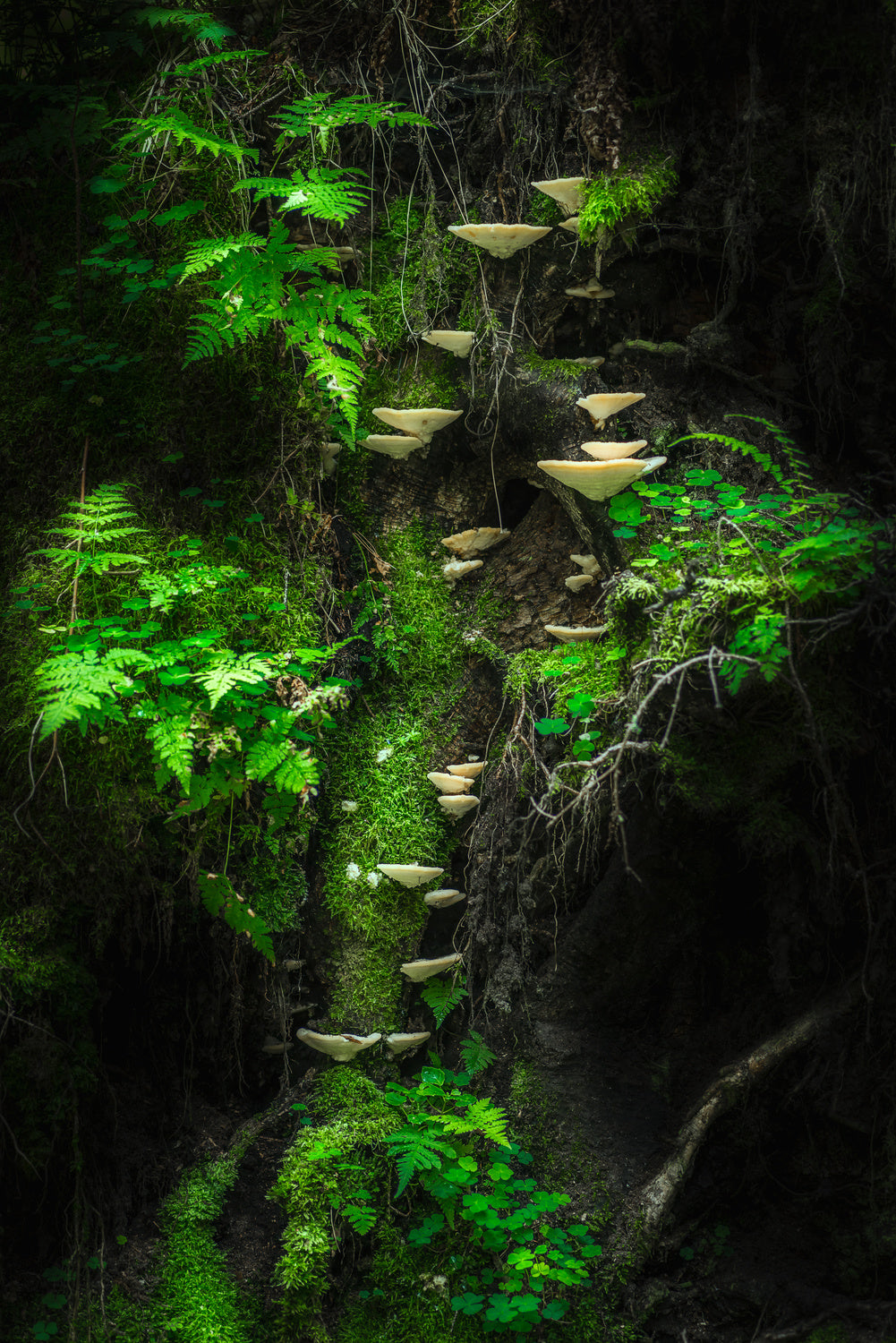 Mushroom Wall Poster och Canvastavla