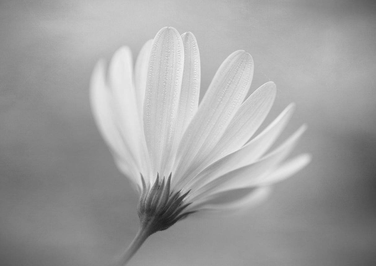 Gerbera Poster och Canvastavla