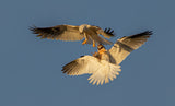 White tailed kite Poster och Canvastavla