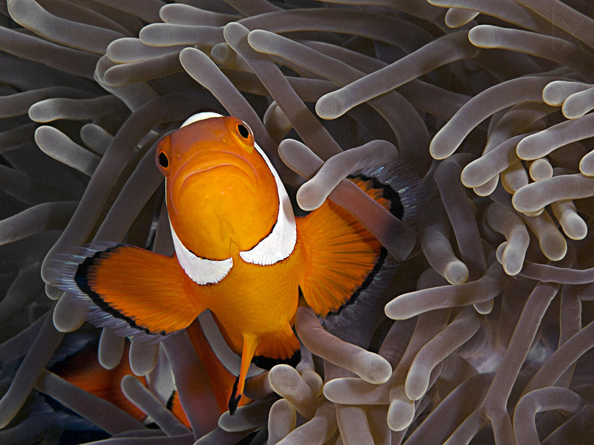 Anemonefish Poster och Canvastavla