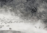 Hokkaido Winter Poster och Canvastavla
