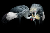Grey Crowned Crane Poster och Canvastavla