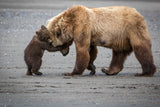 A Little Bear Hug Poster och Canvastavla