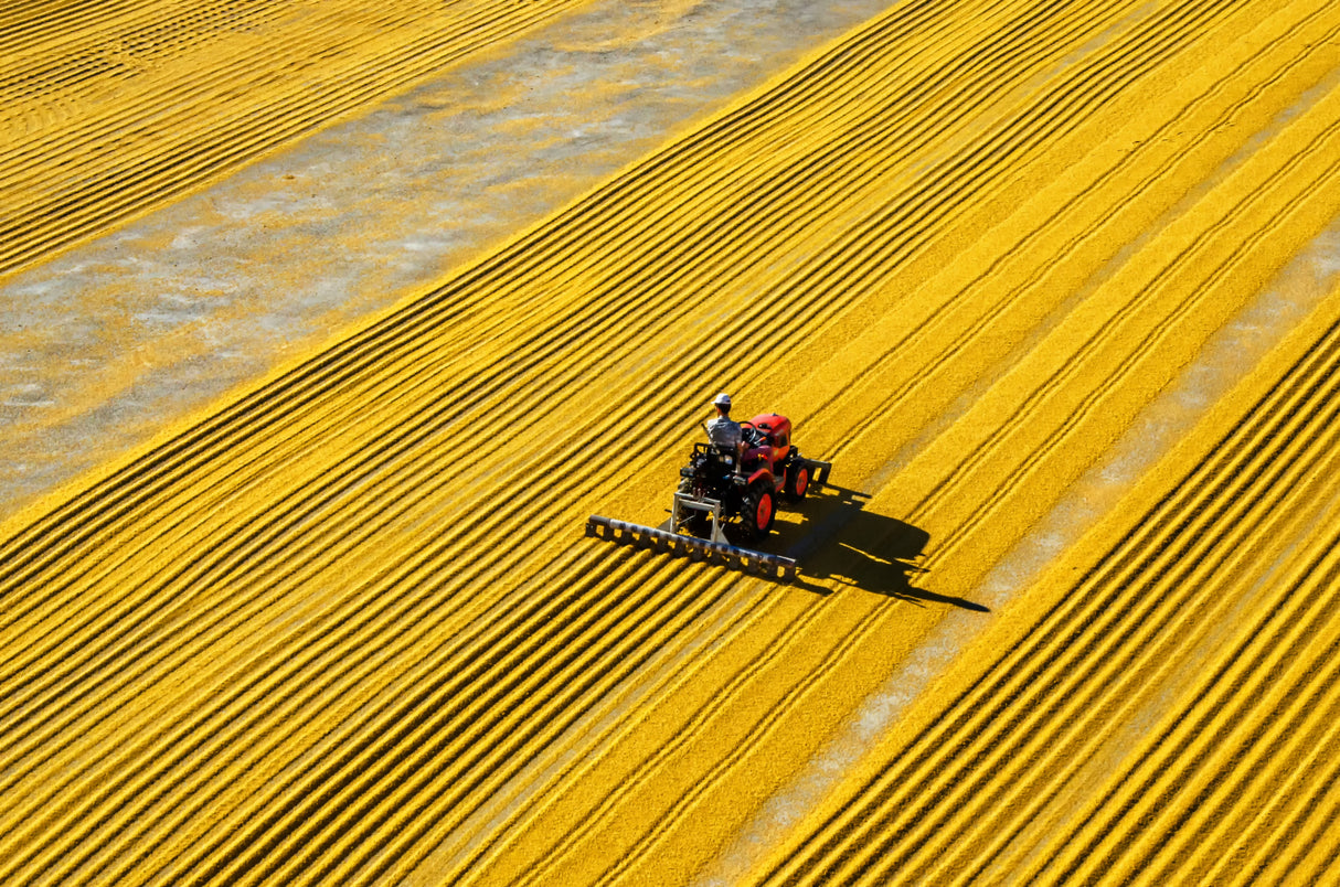 yellow crack wheat Poster och Canvastavla