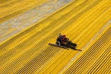 yellow crack wheat Poster och Canvastavla