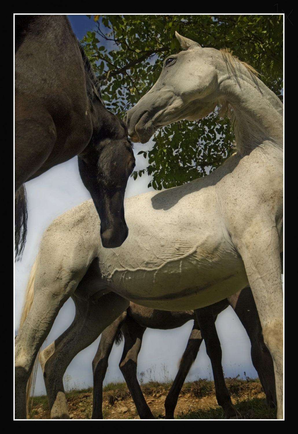 Mare and filly Poster och Canvastavla