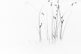 Black on White Poster och Canvastavla