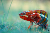 Chameleon Phanter Poster och Canvastavla