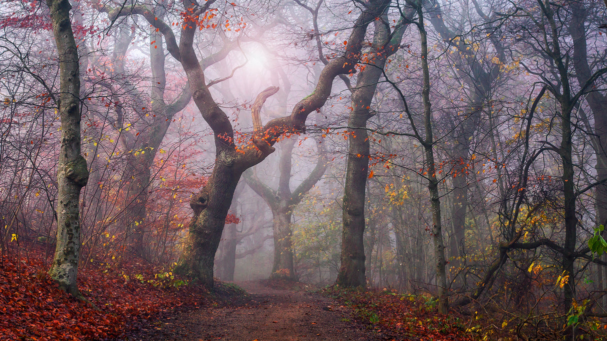 Walking the old path. Poster och Canvastavla