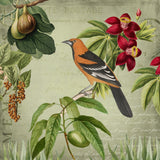 Vintage Birds Poster och Canvastavla