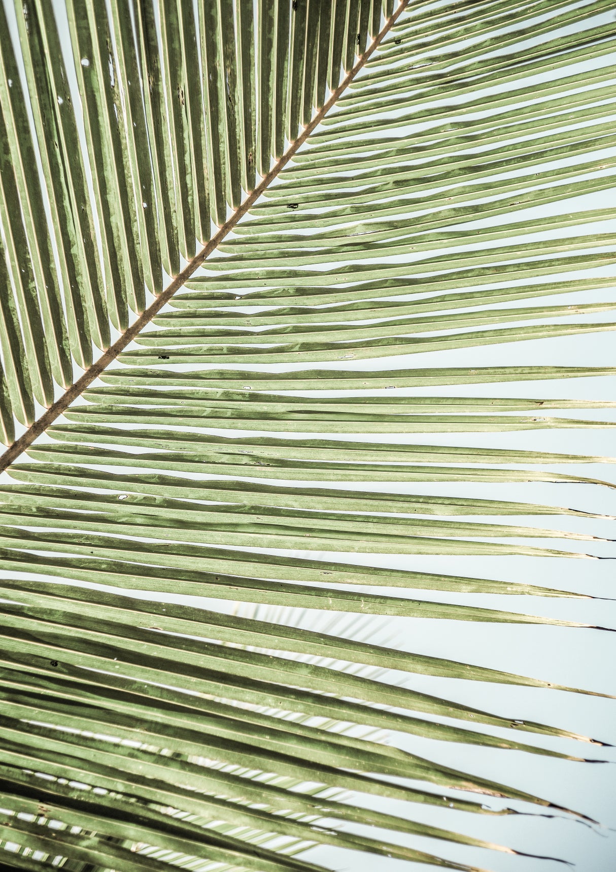 Zig Zag Poster och Canvastavla