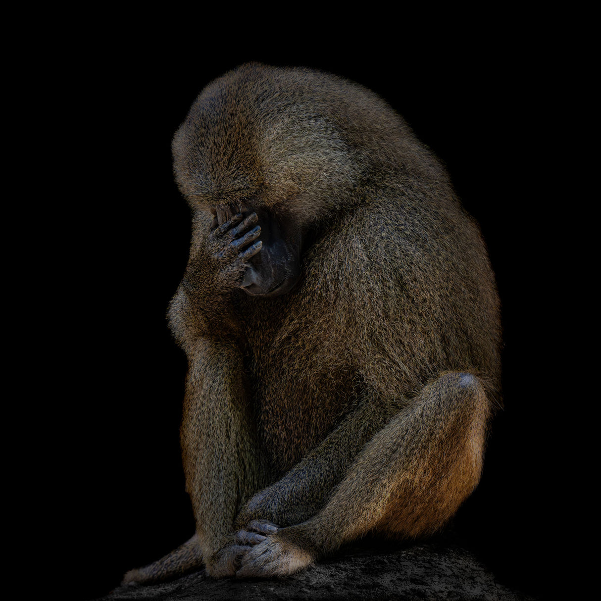 I am not There (Guinea baboon) Poster och Canvastavla