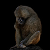 I am not There (Guinea baboon) Poster och Canvastavla