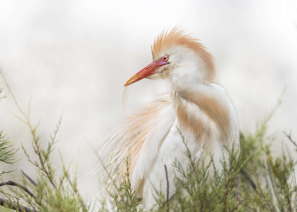 Bubulcus ibis Poster och Canvastavla
