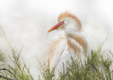 Bubulcus ibis Poster och Canvastavla