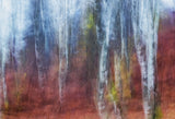 Birch trees Poster och Canvastavla